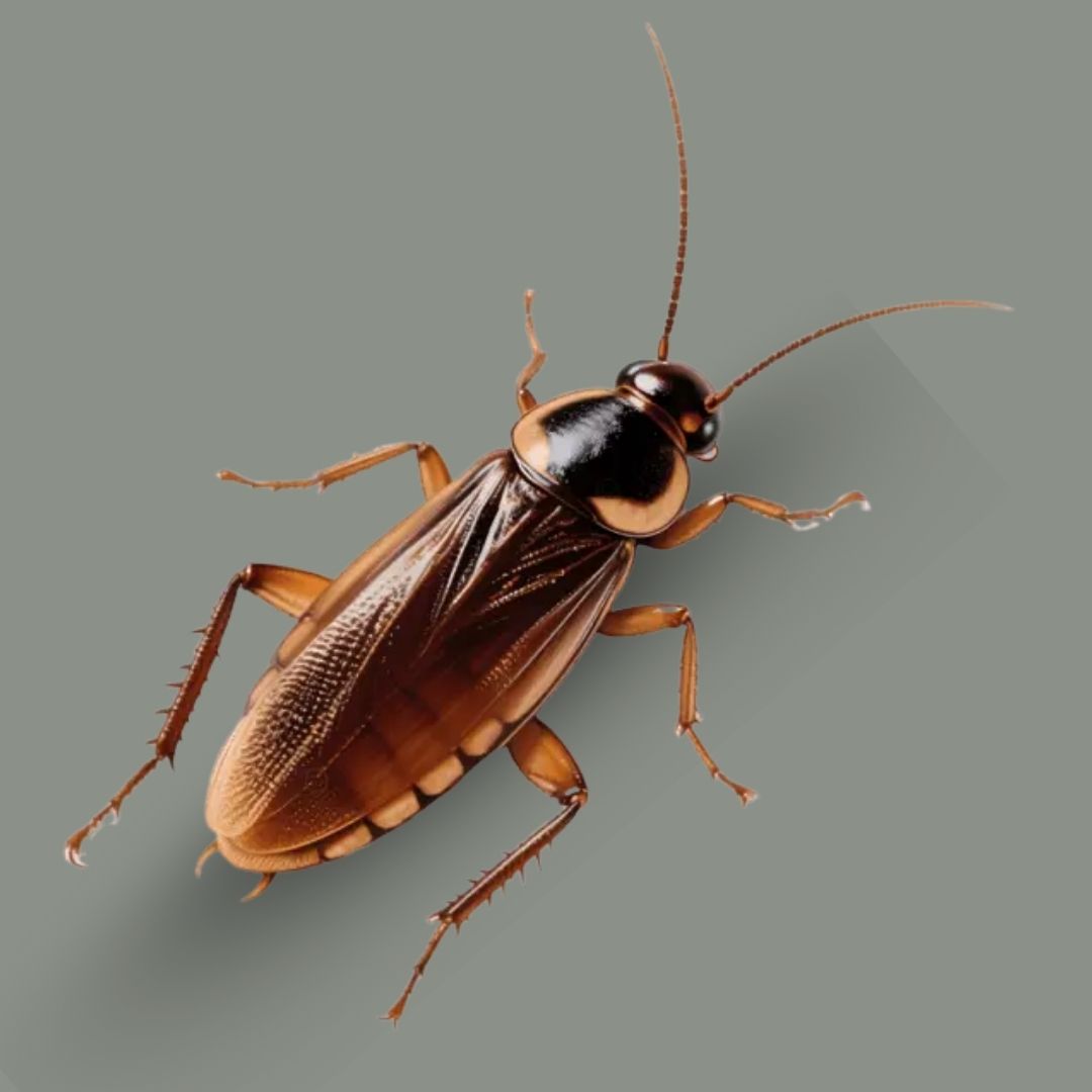 Cockroach Control